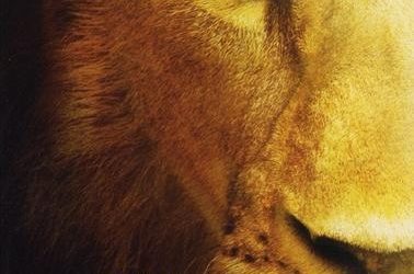 Le monde de Narnia